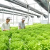 Hanoï se concentre sur l'agriculture de haute technologie
