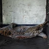 Remise des corps de neuf tigres au Musée de la nature du Vietnam