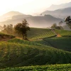 Admirer les belles collines de thé de Long Coc à Phu Tho au lever du soleil