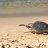 À Quang Tri, une tortue olivâtre est relâchée à la mer