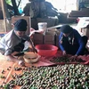 Signes positifs pour l'exportation de prunes de Son La