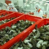 Croissance des exportations nationales de crevettes en Corée du Sud