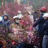 CNN : Le marché aux fleurs de Quang Ba, une destination à ne pas manquer à l’occasion du Têt