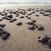 Con Dao – un endroit sûr pour les tortues marines