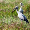 Des bec-ouvert indiens affluent au jardin d'oiseaux de Bac Lieu 