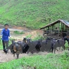 Quang Ninh accélère la réduction de la pauvreté dans les zones montagneuses