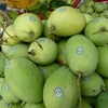 An Giang exportera des mangues aux États-Unis en juin
