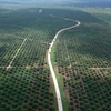 L'Indonésie va poursuivre l'UE en justice pour protéger son industrie de l'huile de palme