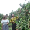 Voyage dans des verges à Bac Giang