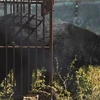 Publication d’un nouveau court-métrage appelant à la fin de l'élevage d'ours