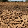La sécheresse frappe la production agricole au Cambodge
