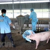 Bac Lieu annonce la fin de la peste porcine africaine