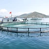 Le Vietnam promeut le développement durable de l’aquaculture marine