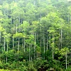 Plantation de près de 17.400 hectares de forêts en mars
