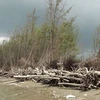 Bên Tre: la protection des mangroves associée au développement de la production