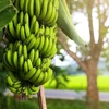 Ca Mau cherche à promouvoir la valeur de ses bananes