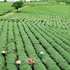 L'agriculture vietnamienne doit s'adapter au nouveau contexte
