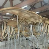 Restauration de deux squelettes de baleines datant de près de 300 ans à Ly Son