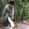 Le Cambodge exporte pour plus de 77 millions de dollars de caoutchouc et de bois d'hévéa