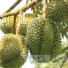 La douane chinoise apprécie la qualité des zones de production du durian au Vietnam