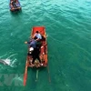 Un dauphin remis à la mer à Quang Ninh
