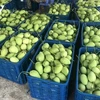 Dông Thap mise sur l’exportation de ses mangues