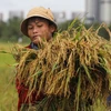 La valeur des exportations de riz vietnamien en forte augmentation