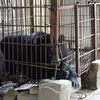 Sauvetage du dernier ours captif à Hai Duong