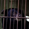 Sauvetage de trois ours noirs captifs à Hô Chi Minh-Ville 