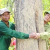 Gardiens bénévoles d’une "forêt parfumée" et fiers de l’être