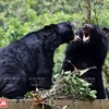 Plan bien léché pour les ours dans la zone tampon à Tam Dao