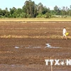 Le delta du Mékong se mobilise contre le réchauffement climatique