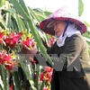 La Chine intensifie l'importation de produits agricoles du Vietnam