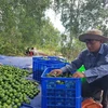 La lime du Vietnam à la conquête du marché japonais