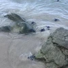 Les tortues marines bénéficient d’un coup de pouce salvateu