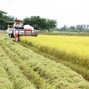 Appliquer les hautes technologies dans la production agricole dans le quadrilatère de Long Xuyen