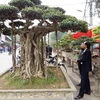 Triều Khúc, la passion des bonsaïs 