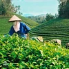 Le Vietnam a exporté plus de 45.000 tonnes de thé en cinq mois