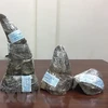 Saisie de 34 kg de cornes de rhinocéros à l'aéroport international de Noi Bai