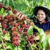 Le Vietnam parmi les trois premiers fournisseurs de café aux Etats-Unis 