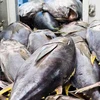 Forte hausse des exportations de thon vers la Chine