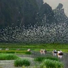 La réserve naturelle submergée de Van Long devient le 9e site Ramsar au Vietnam