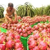 La Nouvelle-Zélande soutient le Vietnam dans les exportations de pitaya