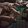 Promulgation d’une résolution pour faire face à la peste porcine africaine