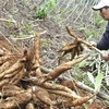 Une année morose pour la filière vietnamienne du manioc