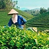 Le Pakistan, toujours le premier débouché du thé vietnamien