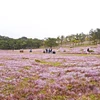 Reconstitution de la cérémonie de mariage des K’Ho à la fête des herbes roses 2019