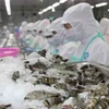 Signes positifs pour les exportations vietnamiennes de crevettes aux Etats-Unis