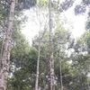 Quang Tri va développer 60.000 ha de forêts certifiées d'ici 2030