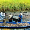 Soc Trang mise sur la rotation entre pénéiculture et riziculture